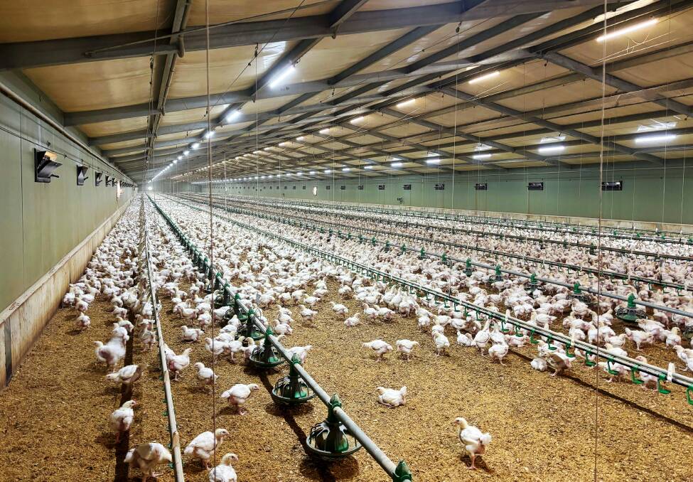 The Complete Guide to Starting a Profitable Poultry Farming Business in Zimbabwe